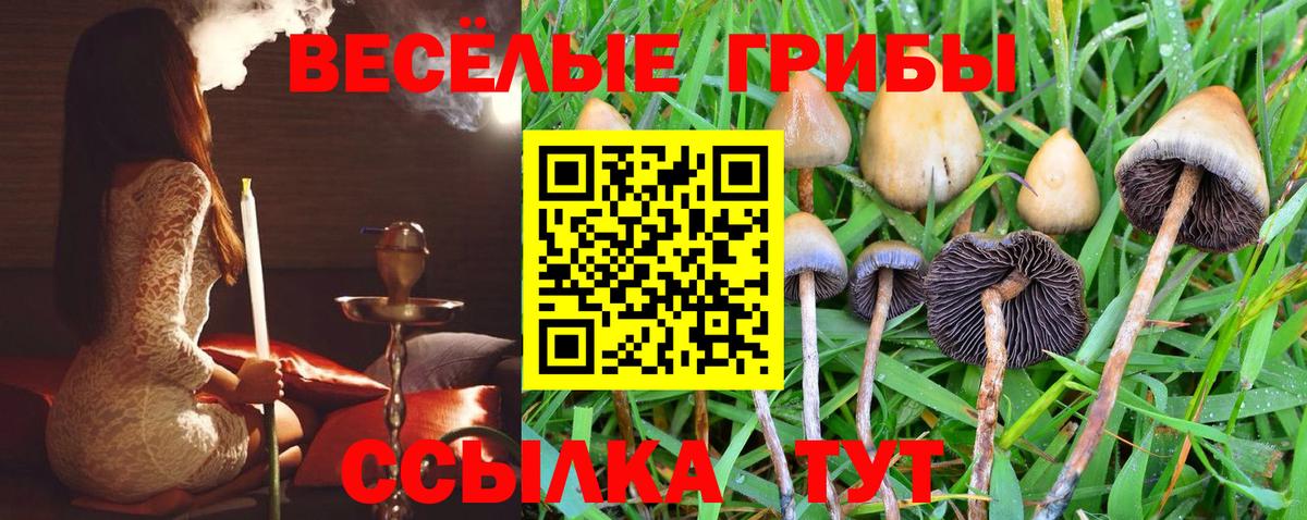 Псилоцибиновые грибы мицелий Осинники